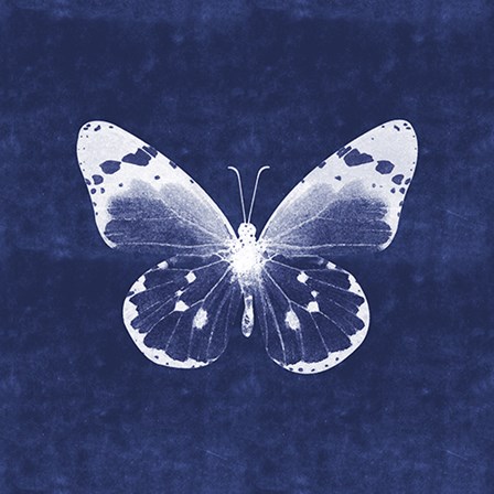 White Butterfly I by Linda Woods art print