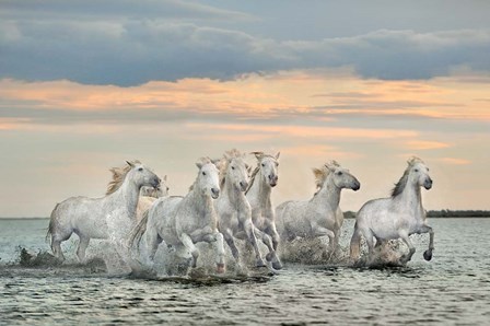 Camargue Horses - France by Xavier Ortega art print