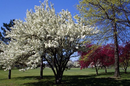 Pin Cherry Tree Blooming, New York by Panoramic Images art print