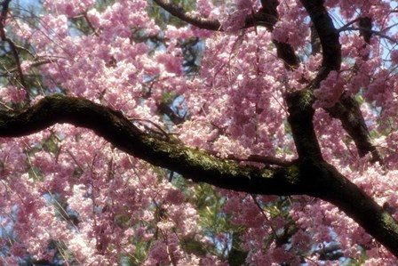 Cherry Blossom Tree In Bloom In Springtime, Tokyo, Japan by Jaynes Gallery / Danita Delimont art print
