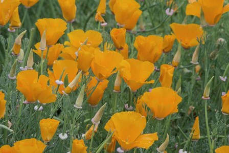 California Poppy, Santa Barbara Botanical Garden, California by Rob Tilley / Danita Delimont art print