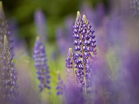 Lupine Near Silver Bay, Northeastern Minnesota 1 by Rob Sheppard / Danita Delimont art print