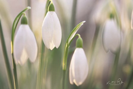 Delicate by Martin Podt art print