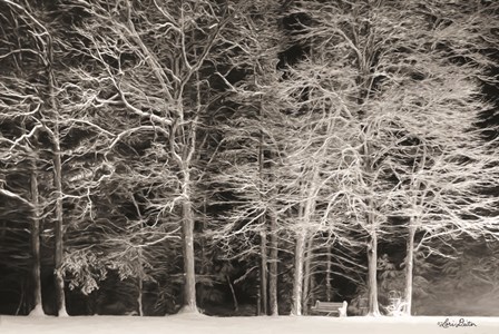 Snowy Trees by Lori Deiter art print