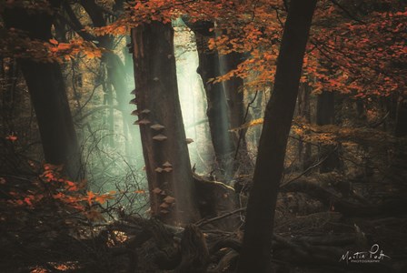 Beautiful Mess by Martin Podt art print