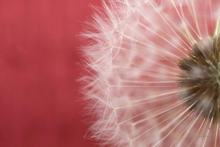 Dandelion on Red III by Aledanda art print