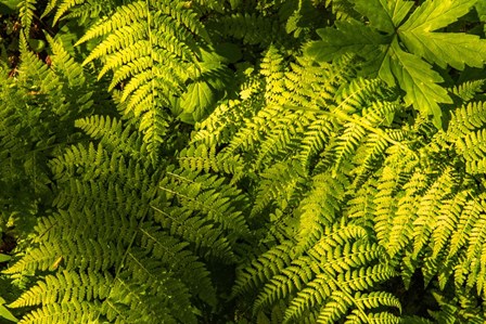 Ferns II by Andy Amos art print