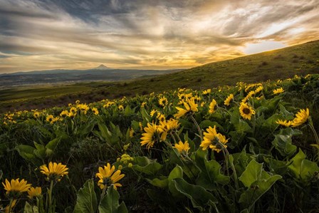 Sunflower Field by Andy Amos art print