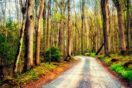 Wood Path by Andy Amos art print