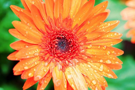 Orange Gerbera by Susan Bryant art print