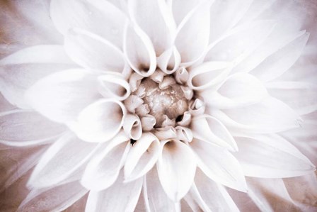 Bright White Bloom II by Susan Bryant art print