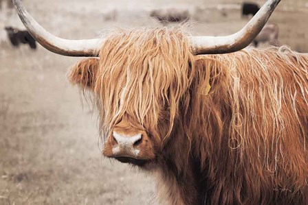 Scottish Highland Cattle I Neutral by Alan Majchrowicz art print