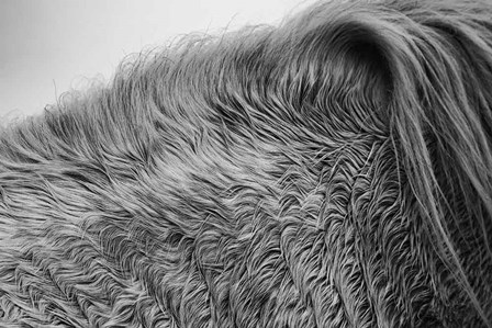 Horse Hair by Aledanda art print