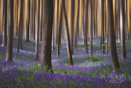 Hallermotion by Martin Podt art print