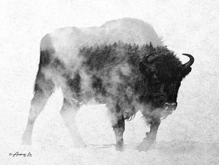 Black &amp; White Buffalo by Andreas Lie art print