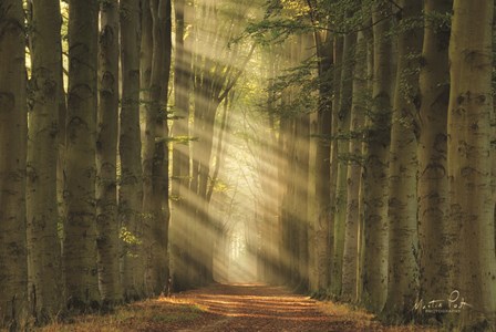 Some Light by Martin Podt art print