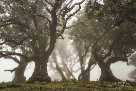 Like a Fairy Tale by Martin Podt art print