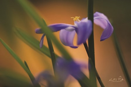 Chionodoxa I by Martin Podt art print