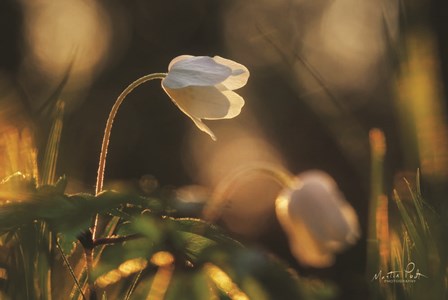 Anemone by Martin Podt art print