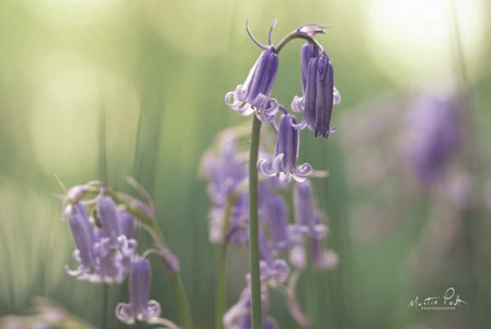 Bluebell II by Martin Podt art print