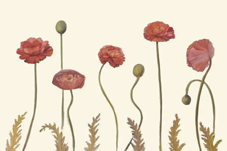 Coral Poppy Display I by Sandra Iafrate art print