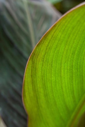 Canna Leaf Close-Up 2 by Anna Miller / Danita Delimont art print