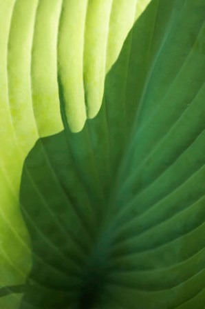 Hosta Leaf Detail 2 by Anna Miller / Danita Delimont art print