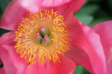 Pink Peony Bloom by Anna Miller / Danita Delimont art print