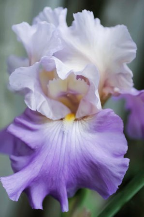 Pale Lavender Bearded Iris Bloom by Anna Miller / Danita Delimont art print
