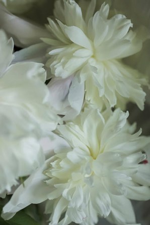 White Peony 3 by Anna Miller / Danita Delimont art print