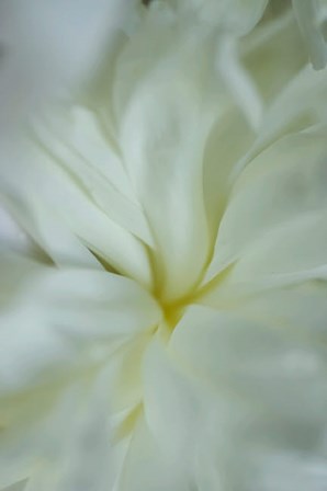 White Peony 4 by Anna Miller / Danita Delimont art print