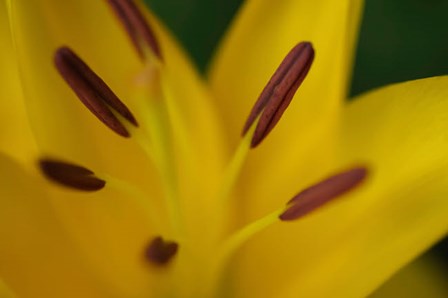 Yellow Daylily Flower Close-Up 2 by Anna Miller / Danita Delimont art print