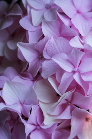 Pink Hydrangea Blossom 2 by Anna Miller / Danita Delimont art print