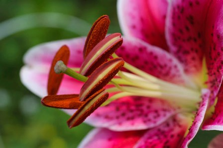 Stargazer Lily 1 by Anna Miller / Danita Delimont art print