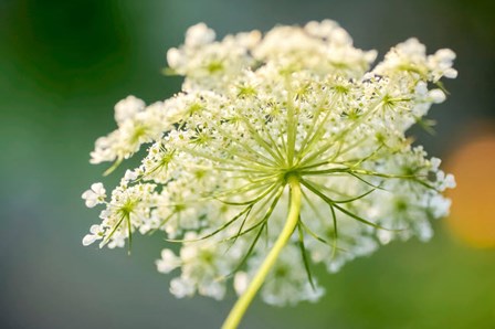 Queen Anne&#39;s Lace Flower 1 by Anna Miller / Danita Delimont art print