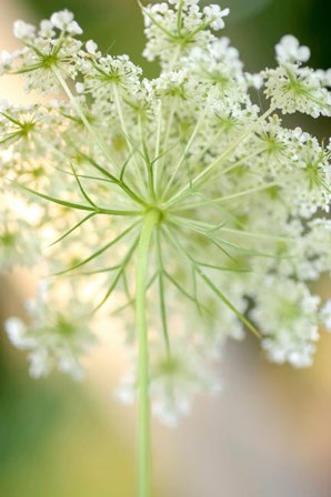 Queen Anne&#39;s Lace Flower 5 by Anna Miller / Danita Delimont art print