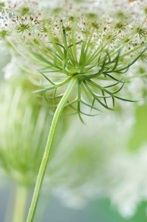 Queen Anne&#39;s Lace Flower 7 by Anna Miller / Danita Delimont art print