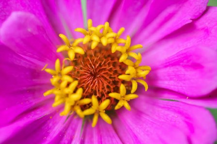 Hot Pink Zinnia Flower by Anna Miller / Danita Delimont art print