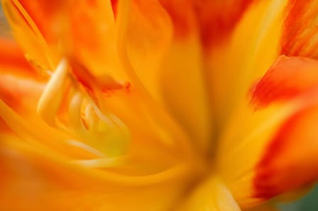 Orange Daylily by Anna Miller / Danita Delimont art print
