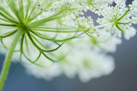 Queen Anne&#39;s Lace Flower 3 by Anna Miller / Danita Delimont art print