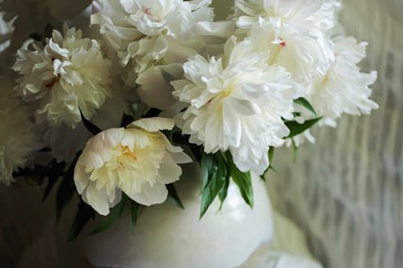 White Peonies In Cream Pitcher 2 by Anna Miller / Danita Delimont art print