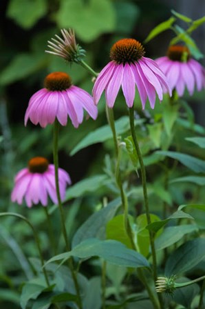 Purple Coneflowers 1 by Anna Miller / Danita Delimont art print