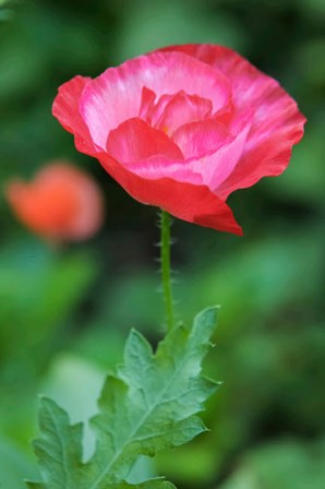 Red Poppy Flower by Anna Miller / Danita Delimont art print