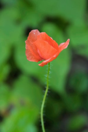 Poppy Flower by Anna Miller / Danita Delimont art print