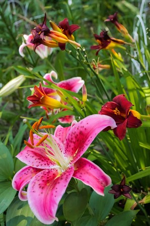 Magenta Stargazer Lily 1 by Anna Miller / Danita Delimont art print