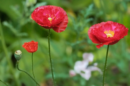 Red Poppy Flowers by Anna Miller / Danita Delimont art print