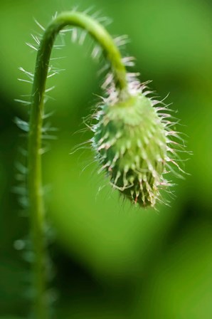 Poppy Flower Bud by Anna Miller / Danita Delimont art print