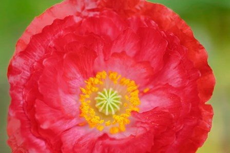 Red Poppy Flower by Anna Miller / Danita Delimont art print