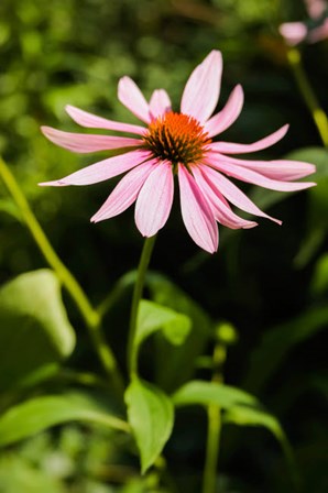 Purple Coneflowers 2 by Anna Miller / Danita Delimont art print