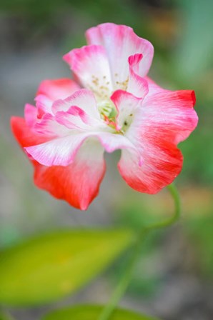 Poppy Flower by Anna Miller / Danita Delimont art print